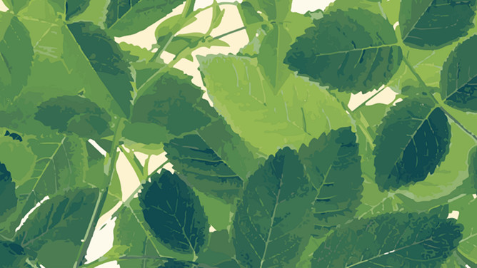 水彩綠色葉子PPT背景